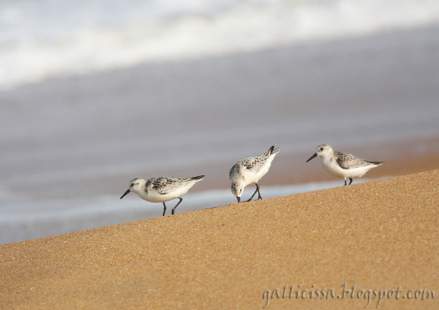 Sanderling 