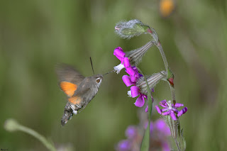 mariposa-esfinge-colibri-macroglossum-stellatarum-