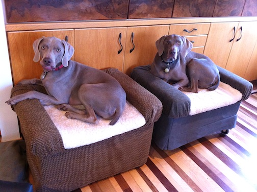 Rolling Dog Beds