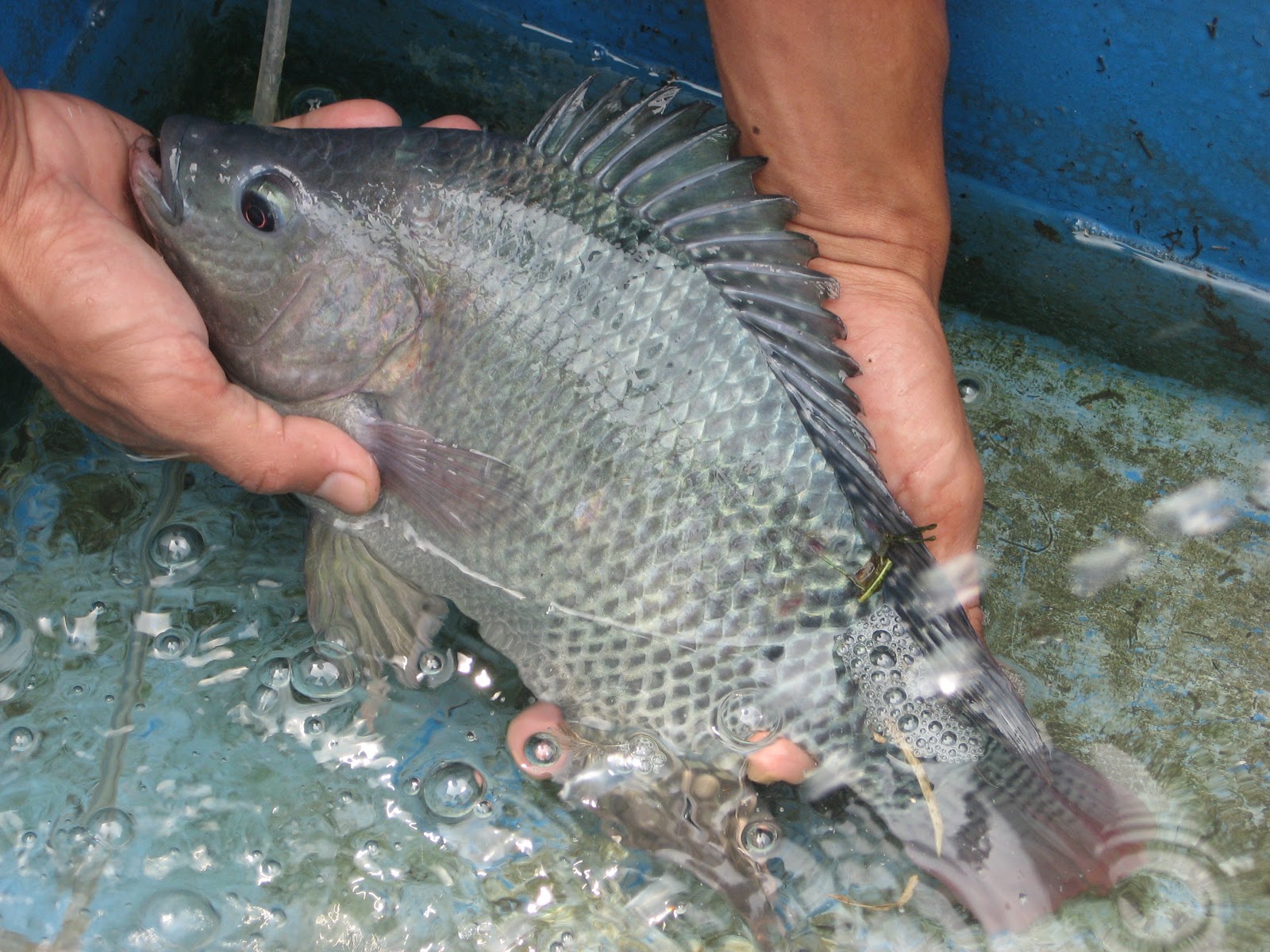 Foto Ikan Nila Air Tawar GambarBinatang Com