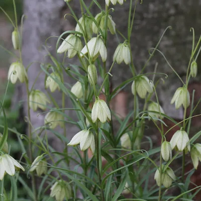 패모(Fritillaria meleagris) 꽃 패모(Fritillaria meleagris) 꽃