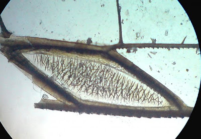 Dragonfly wing.Magnification -100 Times.