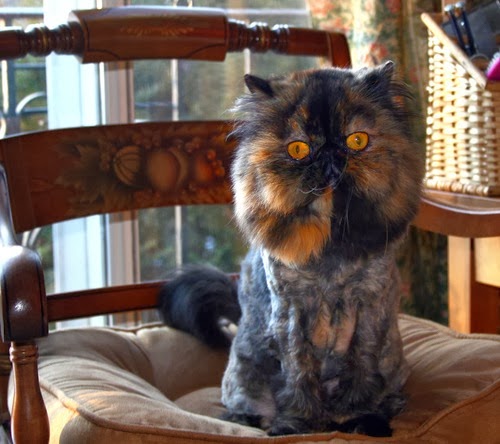 Lion_cut_tortoiseshell_Persian_m