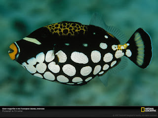 ikan hias terindah : Clown Trigger Fish