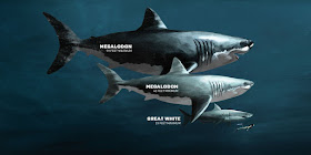 Tamaño estimado del Megalodon