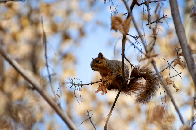 Red Squirrel, Chatfield State Park