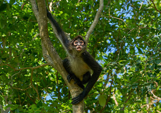 Spider Monkey Facts Review with Pictures