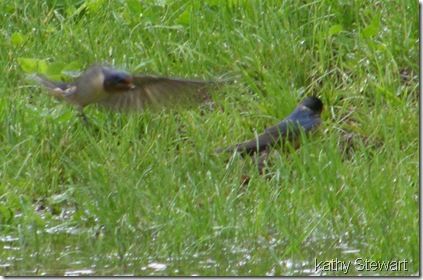 Barn Swallows