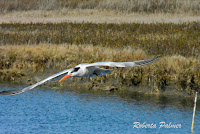 Elegant tern flying, CA, by Roberta Palmer, Sept. 24, 2016