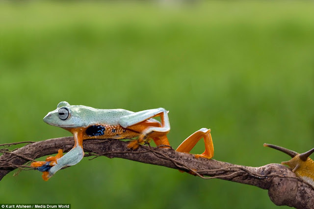 Lucu : Katak Jawa yang Pemalas dan Siput Jadi Taksinya