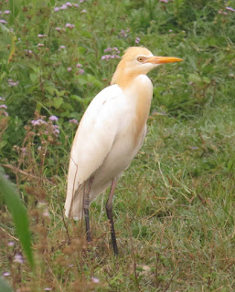 Cattle Egret, Bubulcus ibis coromandus