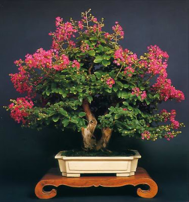 bonsai trees