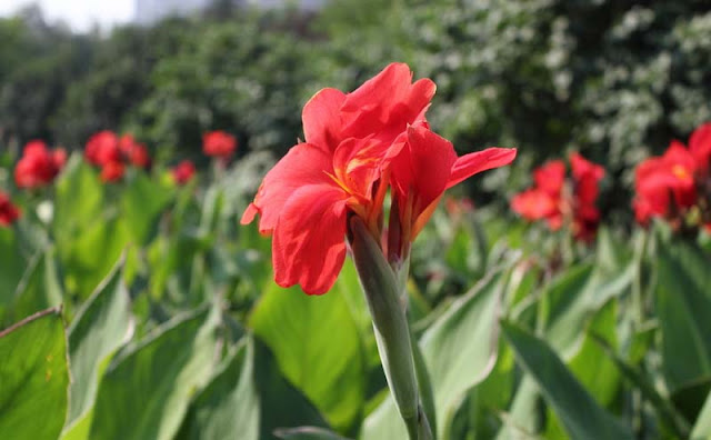 Canna Flowers Pictures