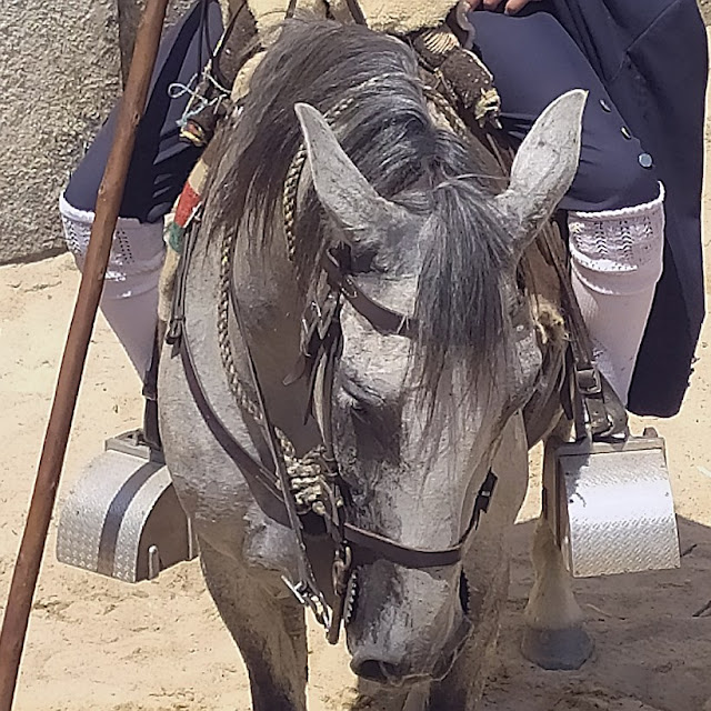 cavalo de frente