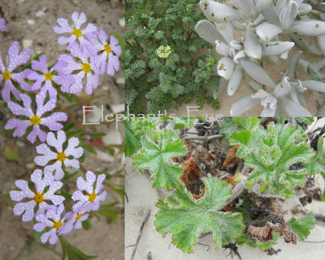 Zaluzianskya, Pelargonium and friends on a Rocher Pan sand dune