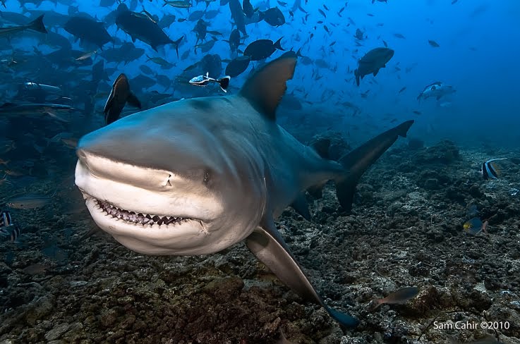bull shark teeth. The growth in the Bull Shark