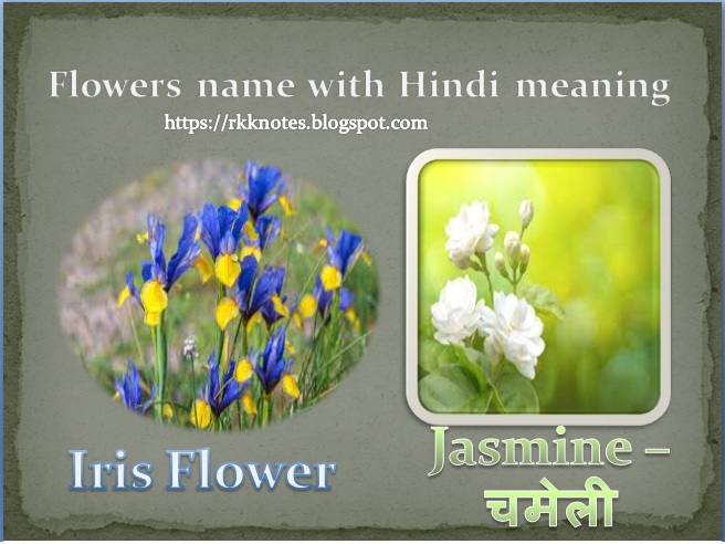 All Flowers Name in Hindi and English With Pictures