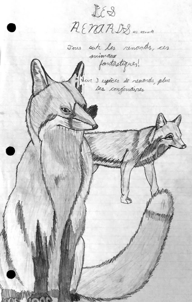 Title page for school report on foxes