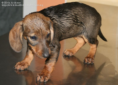 http://www.biodiversidadvirtual.org/mamiferos/Canis-familiaris.-Raza-teckel-img8592.html