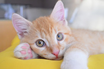 alt=" gatito observando con atención"