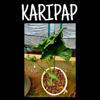 Keladi  Karipap