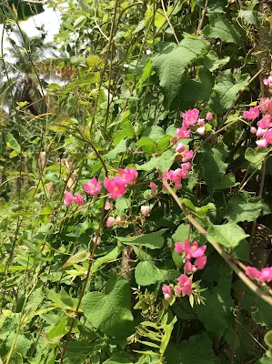 Planta enredadera - Antigonon leptopus