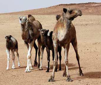 camel family