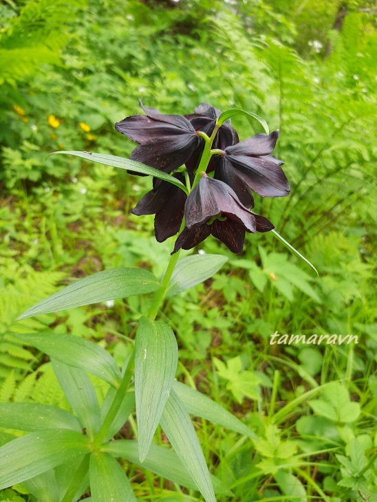 Рябчик камчатский (Fritillaria camschatcensis)