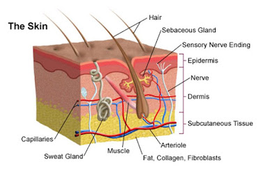 human Hair Fun Facts Image