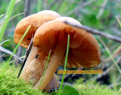 wonderful mushrooms free stock image