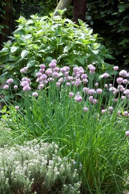 Spring Herb Garden