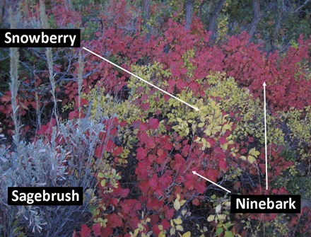9bark Snowberry 9 19 10