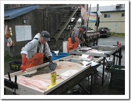 Filleting Halibut