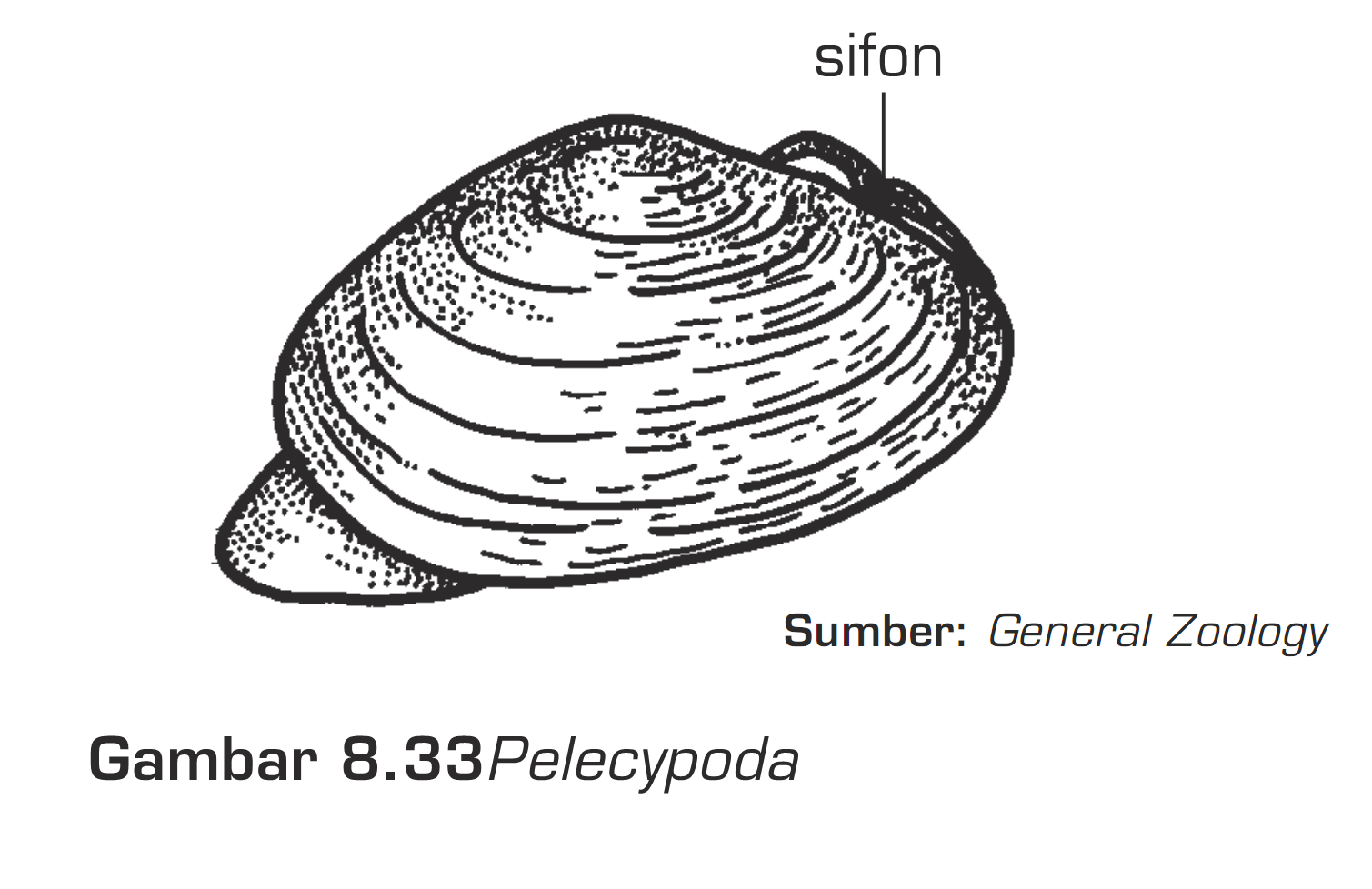 Phylum Mollusca (Hewan Lunak)  MATERI  SOAL BIOLOGI SMP 