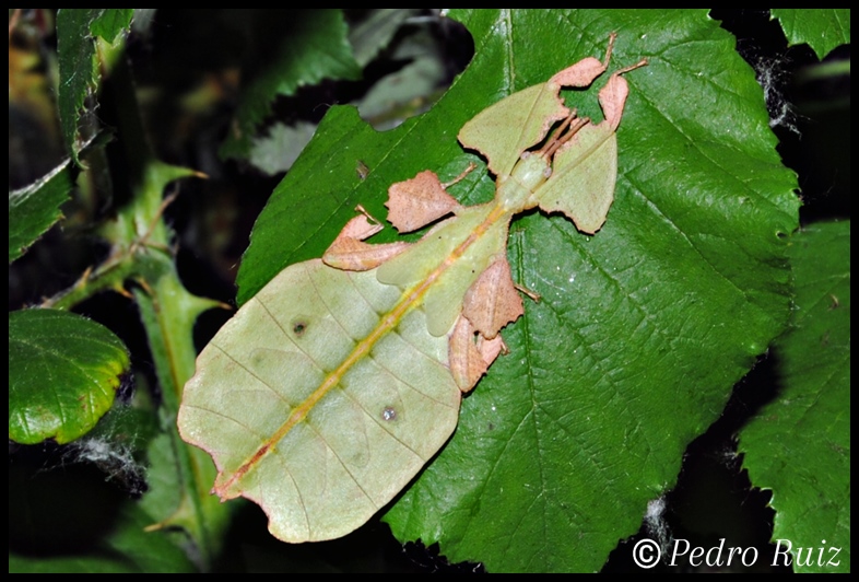 Ninfa macho L5 de Phyllium bioculatum,  5 cm de longitud