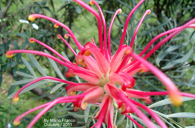 Flowers  Grevillea banksii 