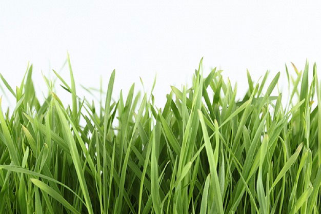 Manfaat rumput  teki  atau rumput  liar untuk pengobatan 