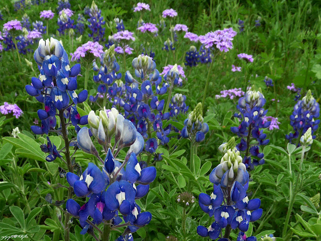 A Demonstration Garden at Wildseed Farms with Texas Bluebonnets and Purple Verbana. What a rich palette of purple and blue