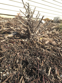 exposed roots in mulch