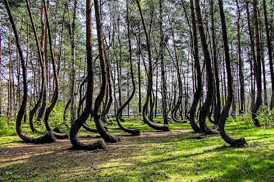 Misteri Hutan Bengkok