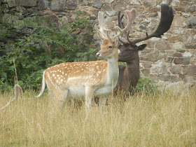 Deer at Bradgate Park, Leicestershire