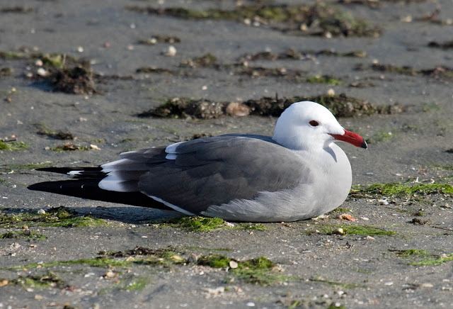 Heermann's Gull