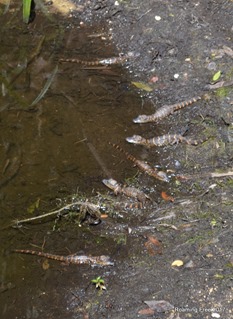 Baby Alligators