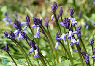 Things I Love About Spring, bluebells in my garden -hazelfishercreations
