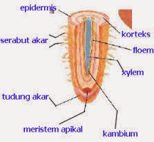 Penjelasan Struktur Dan Fungsi Jaringan Tumbuhan Materi Penjelasan Struktur Dan Fungsi Jaringan Tumbuhan Materi