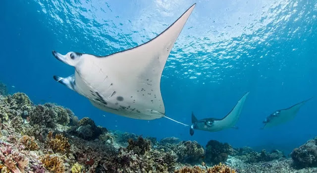 Komodo Island Trip