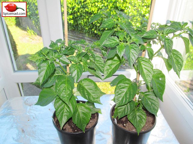 Caribbean Red Habanero - 2nd June 2013