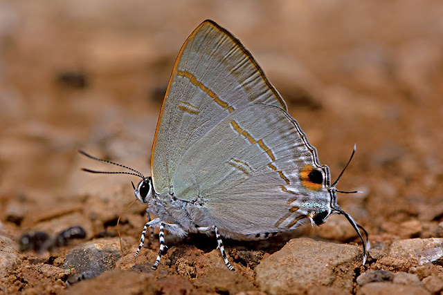 Hypolycaena erylus the Common Tit butterfly