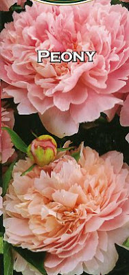 Pink peony, Sarah Bernhardt