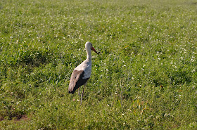 African Sacred Ibis Enjoys Walking Inside @SANParksKNP #SA #PhotoYatra #TheLifesWayCaptures